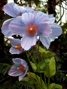 Meconopsis “Lingholm,” Phipps Conservatory, 2015-03-25, 01