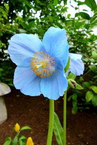 Meconopsis betonicifolia, 2013-03-12, Phipps Conservatory