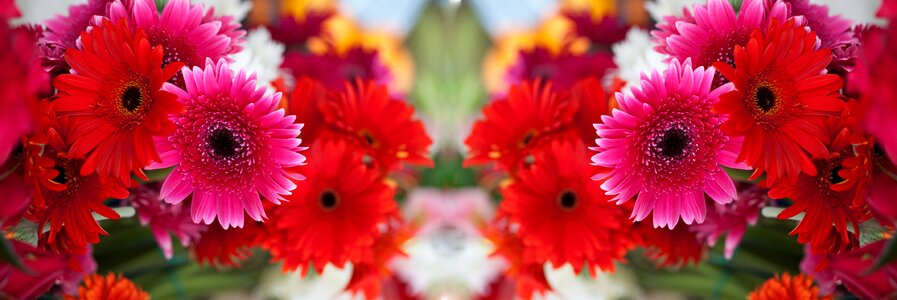 Gerbera garden flowers plant