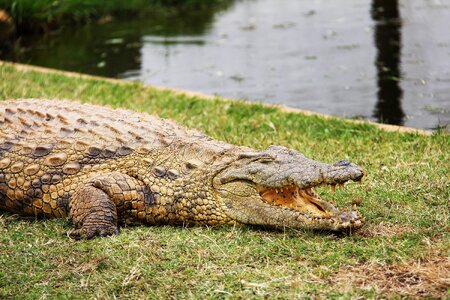 Croc wild animal
