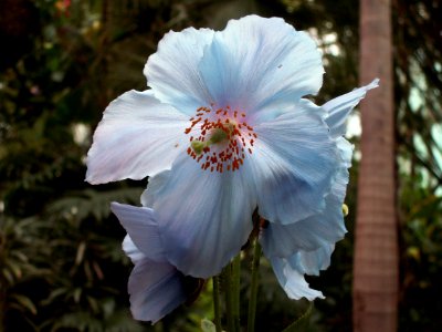 Meconopsis “Lingholm,” Phipps Conservatory, 2015-03-25, 03