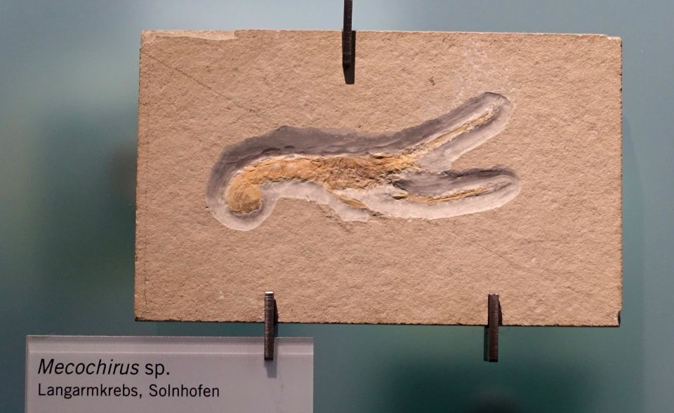 Mecochirus sp. - Museum fur Naturkunde, Berlin - DSC09942