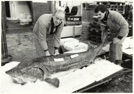 Medewerkers van vishandel Karel Hoeve met een Atlantische Steur (Acipenser sturio). NL-HlmNHA 54015701