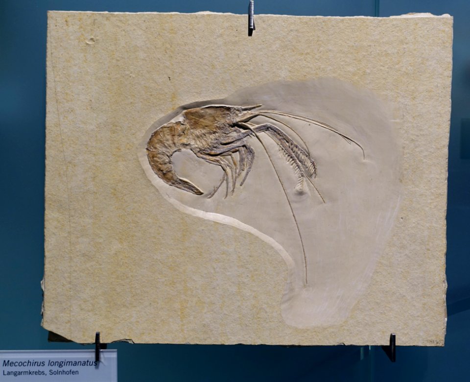 Mecochirus longimanatus - Museum fur Naturkunde, Berlin - DSC09955