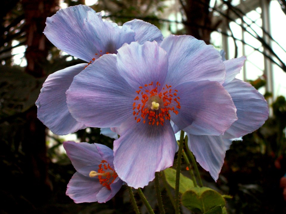 Meconopsis “Lingholm,” Phipps Conservatory, 2015-03-25, 04