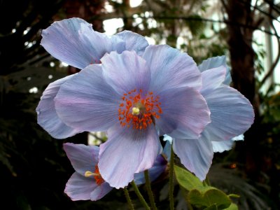 Meconopsis “Lingholm,” Phipps Conservatory, 2015-03-25, 02