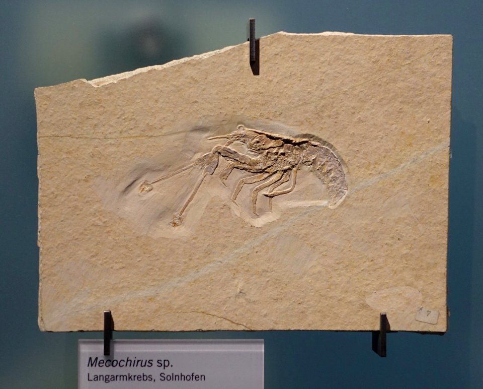Mecochirus sp. - Museum fur Naturkunde, Berlin - DSC09945