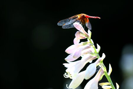 Vivian chu plants nature photo