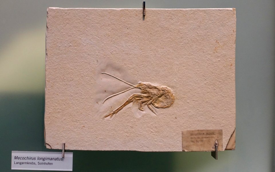 Mecochirus longimanatus - Museum fur Naturkunde, Berlin - DSC00029