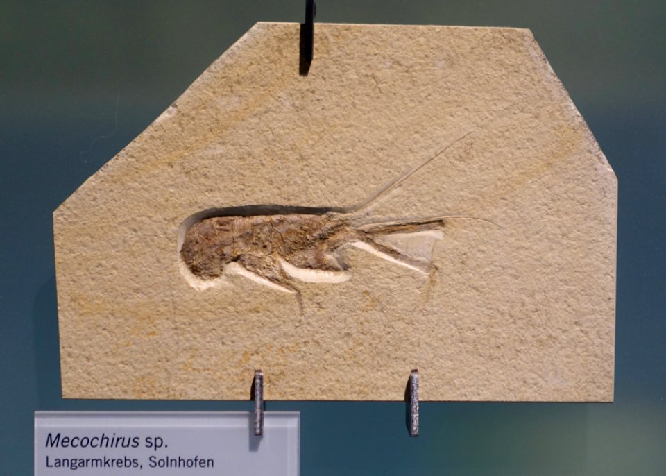 Mecochirus sp. - Museum fur Naturkunde, Berlin - DSC09954