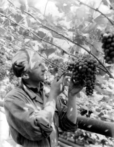 Medewerker van kwekerij J van den Berg in Poeldijk knipt druiven, Bestanddeelnr 252-0913