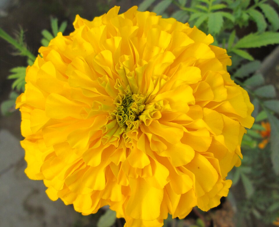 Plant spring yellow petals