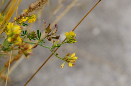 Medicago falcata flower and fruits
