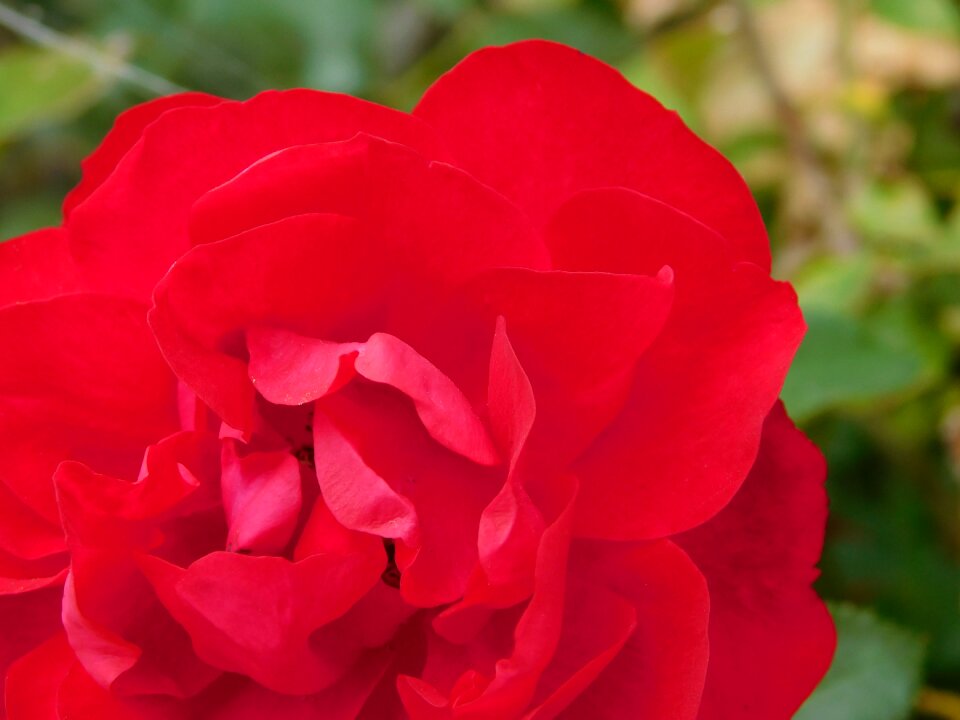 Rose blooms nature nature recording