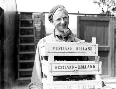 Medewerker van kwekerij J van den Berg in Poeldijk met bakken druiven, Bestanddeelnr 252-0912