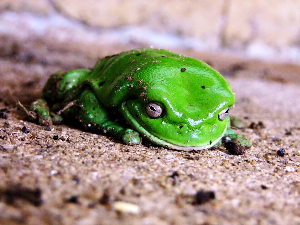 Nature animal amphibian