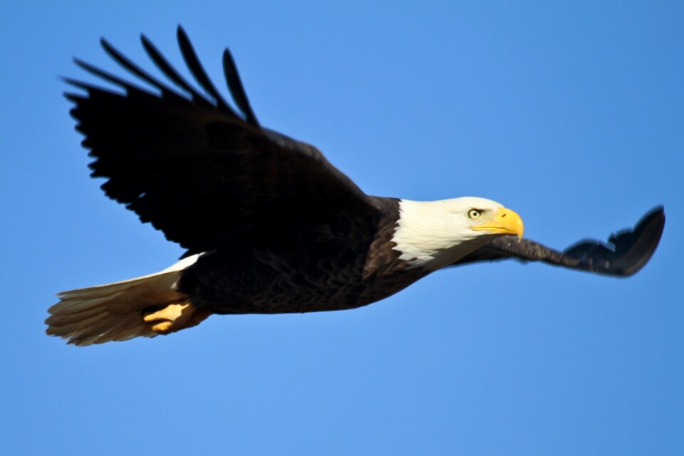 Raptor flight flying