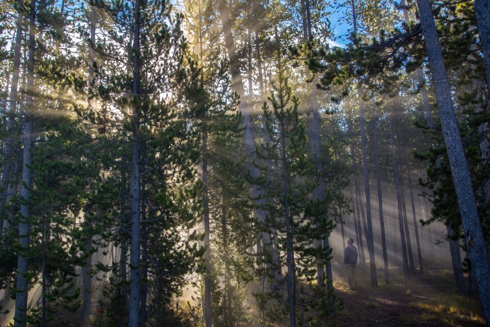 Landscape scenic beams