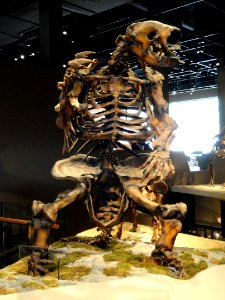Megalonyx jeffersonii - Natural History Museum of Utah - DSC07263