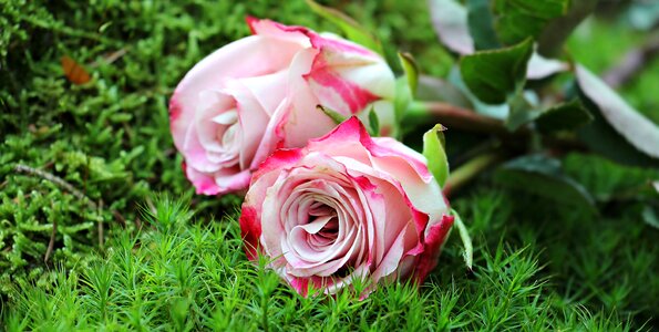Pink white pink white