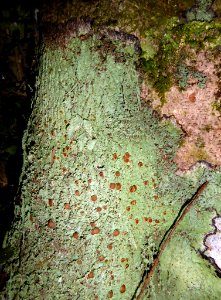 Megalospora knightii 17495316
