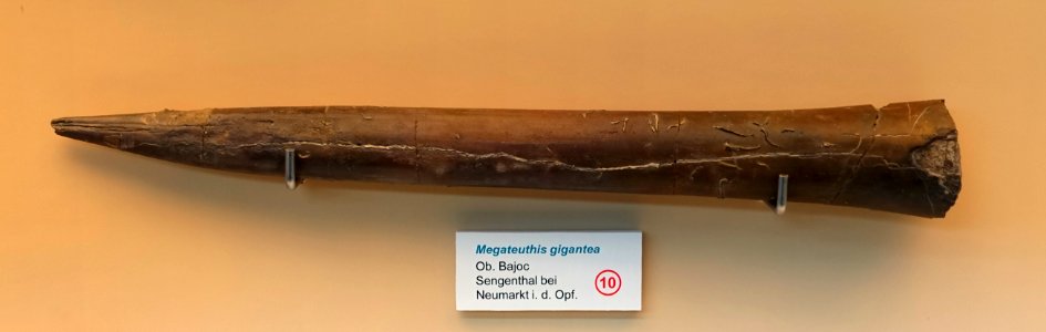 Megateuthis gigantea - Naturhistorisches Museum Nürnberg - Nuremberg, Germany - DSC04163