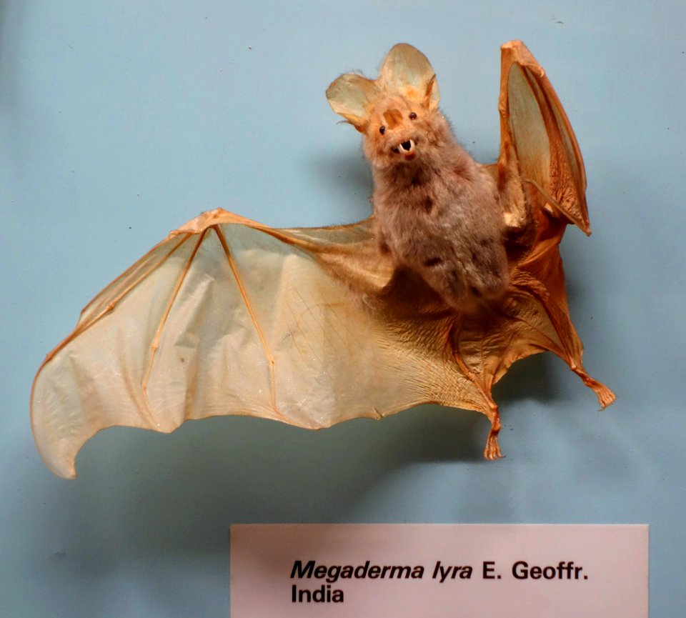 Megaderma lyra - Museo Civico di Storia Naturale Giacomo Doria - Genoa, Italy - DSC02564