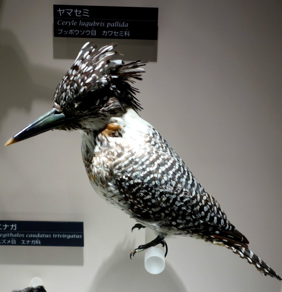 Megaceryle lugubris pallida (Ceryle lugubris pallida) - National Museum of Nature and Science, Tokyo - DSC07061
