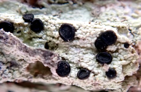 Megalospora atrorubicans australis 94105036