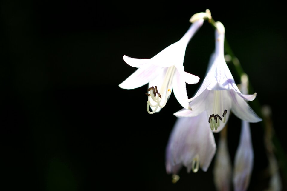 Forest flowers landscape