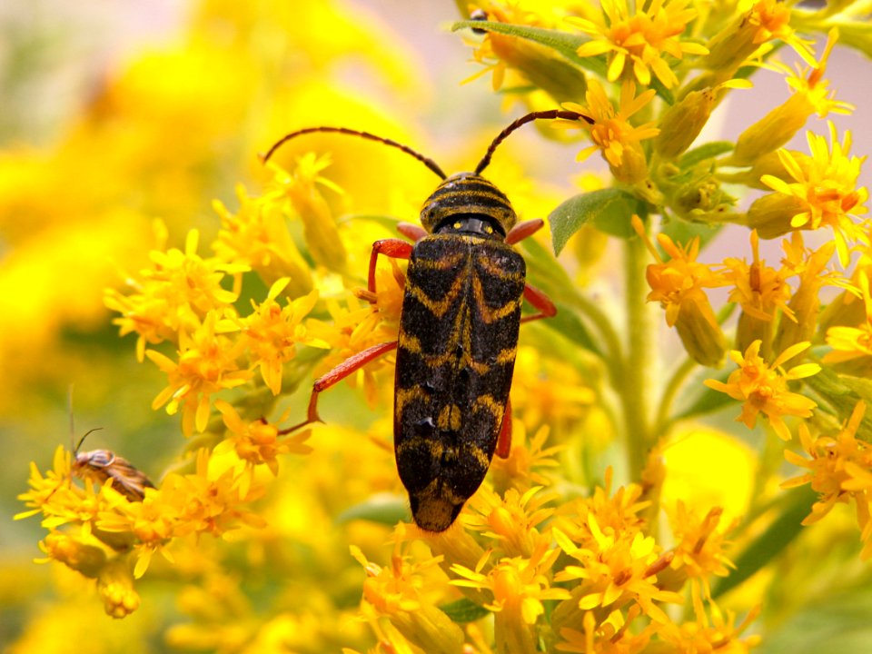 Megacyllene robiniae, Pittsburgh, 2015-09-13, 01