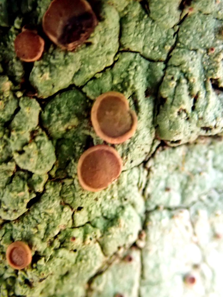 Megalospora knightii 61540376