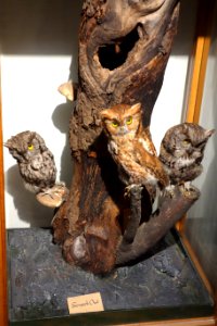 Megascops asio - Southern Vermont NHM - DSC08515