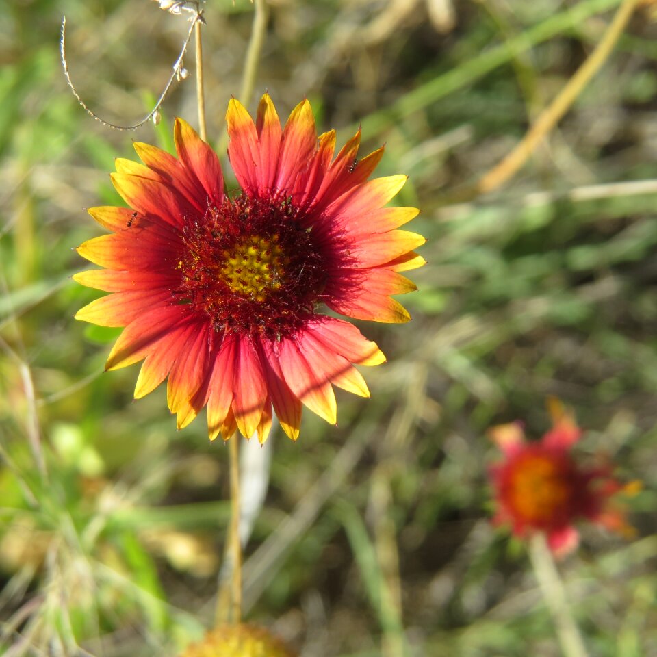 Wildflower hiking texas