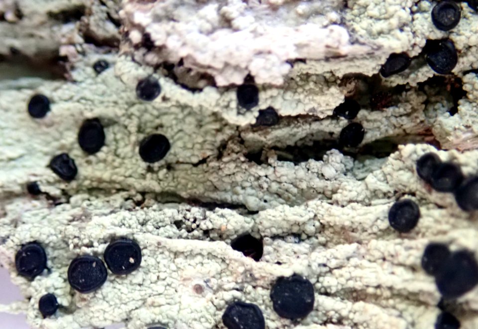 Megalospora atrorubicans australis 94105043