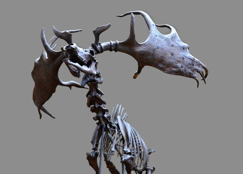 Megaloceros giganteus Paris 25 05 2013 01