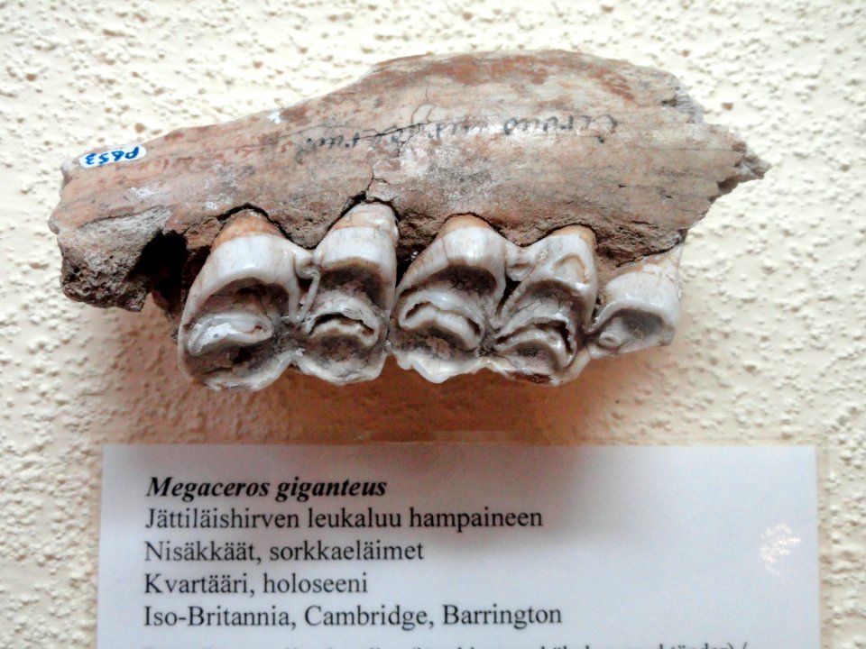 Megaceros giganteus - Fossils in the Arppeanum - DSC05532