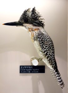 Megaceryle lugubris lugubris (Ceryle lugubris lugubris) - National Museum of Nature and Science, Tokyo - DSC07059 photo