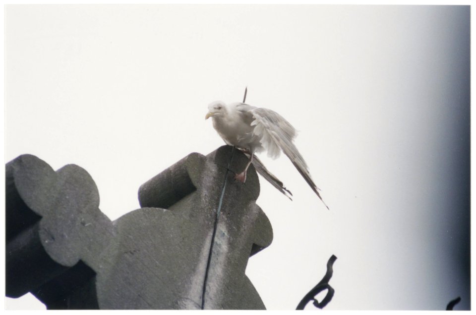 Meeuw die vast is komen te zitten op de bliksemafleider van de Heilige Hartkerk. Een medewerker van een nabij gelegen pizzaeria betaalde de redding van de meeuw uit eigen zak. NL-HlmNHA 54036375