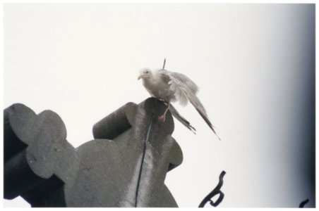 Meeuw die vast is komen te zitten op de bliksemafleider van de Heilige Hartkerk. Een medewerker van een nabij gelegen pizzaeria betaalde de redding van de meeuw uit eigen zak. NL-HlmNHA 54036375