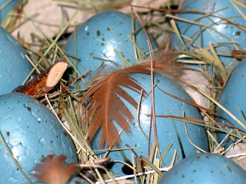 Easter egg spring decoration
