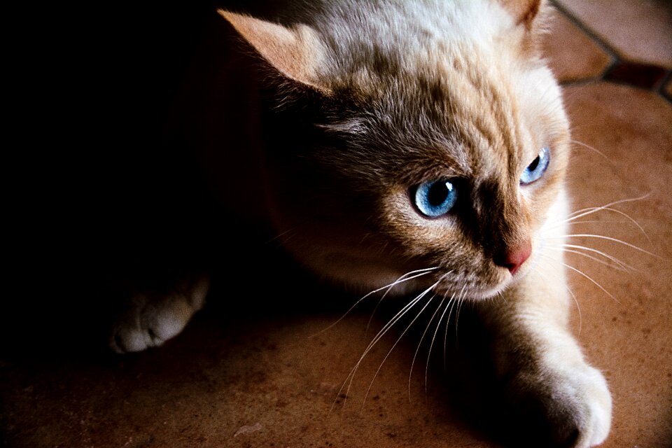 Pet white cat cat's eyes