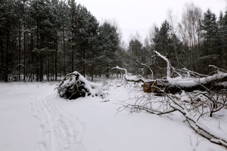 Meadow in the northeast of the Spandauer Forst with snow 2021-02-09 08