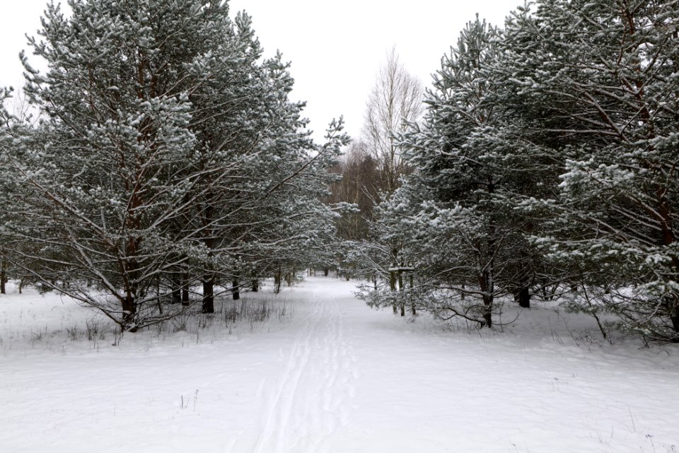 Meadow in the northeast of the Spandauer Forst with snow 2021-02-09 04