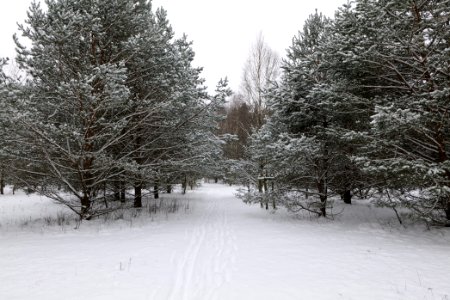 Meadow in the northeast of the Spandauer Forst with snow 2021-02-09 04