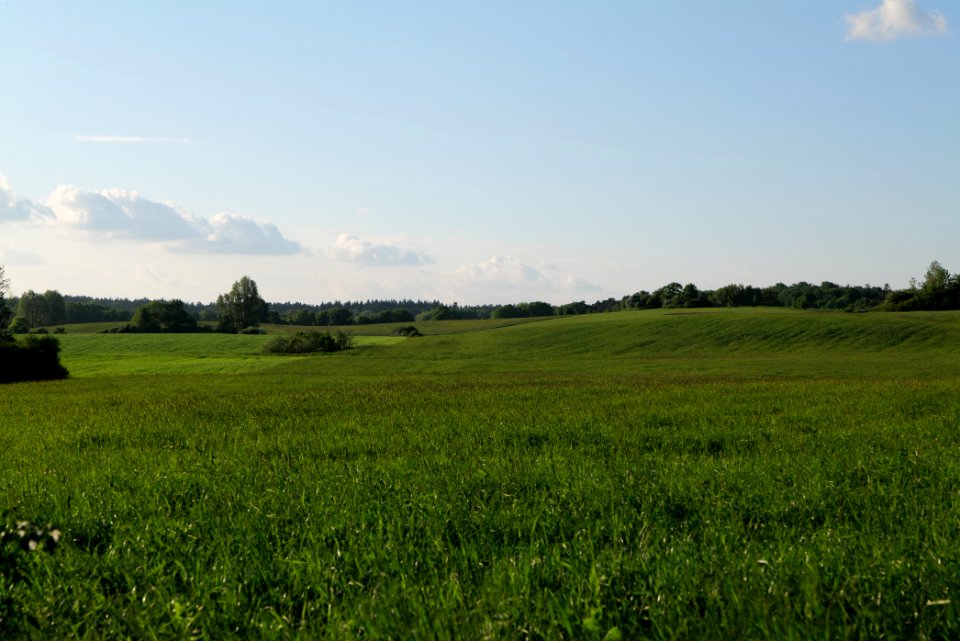 Meadow in Temmen-Ringenwalde 2021-05-29 30