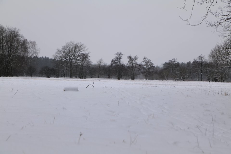 Meadow in the northwest of the Spandauer Forst with snow 2021-02-09 15