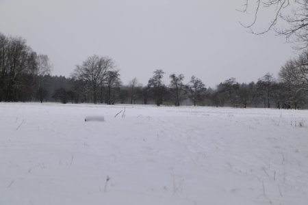 Meadow in the northwest of the Spandauer Forst with snow 2021-02-09 15