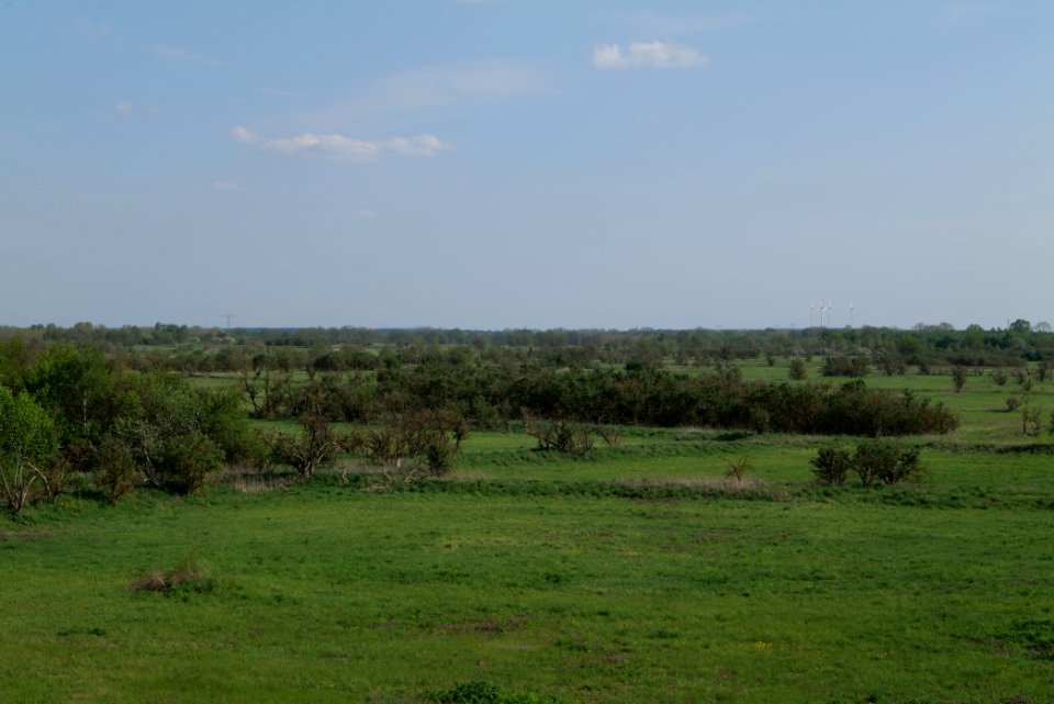 Meadow in Ragow 2021-05-11 25