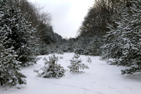 Meadow in the east of the Spandauer Forst with snow 2021-02-10 07